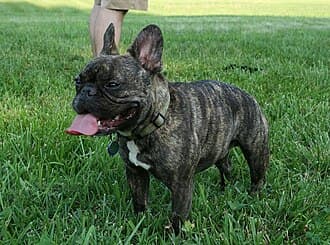 #6 French Bulldog — Top 10 Dog Breeds That First-Time Owners Love