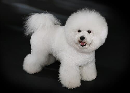 #7 Bichon Frise — Top 10 Dog Breeds That First-Time Owners Love