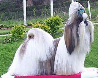 #8 Shih Tzu — Top 10 Dog Breeds That First-Time Owners Love