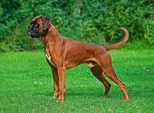 #9 Boxer — Top 10 Dog Breeds That First-Time Owners Love