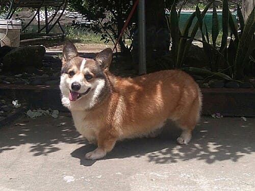 #10 Pembroke Welsh Corgi — Top 10 Dog Breeds That First-Time Owners Love