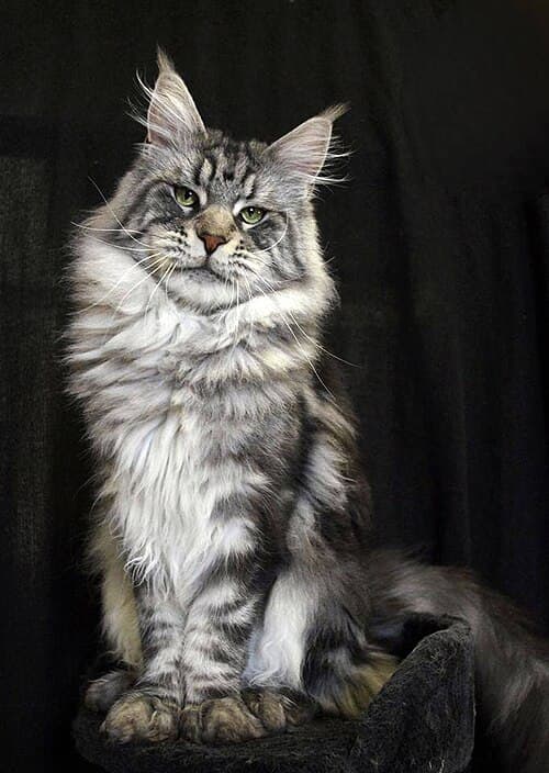 #2 Maine Coon — Top 10 Cat Breeds That Actually Like People
