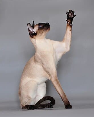 #3 Siamese — Top 10 Cat Breeds That Actually Like People