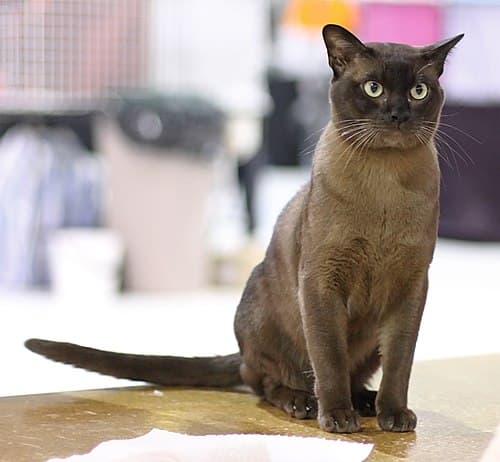 #4 Burmese — Top 10 Cat Breeds That Actually Like People