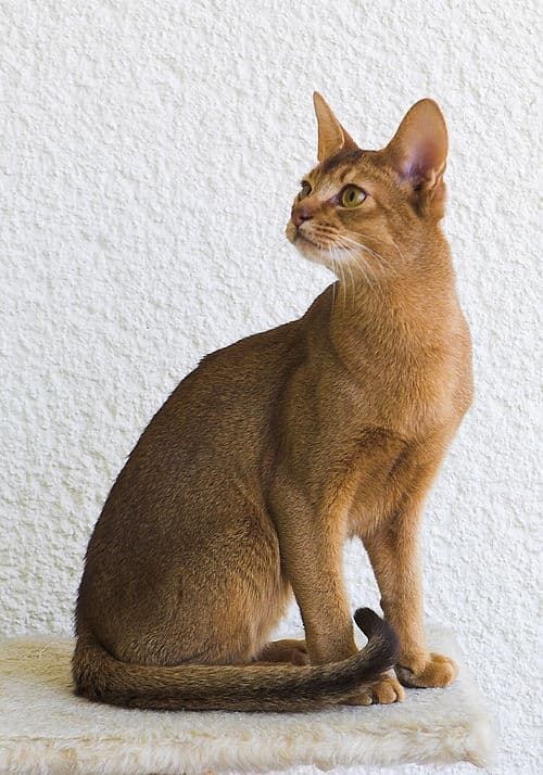 #5 Abyssinian — Top 10 Cat Breeds That Actually Like People