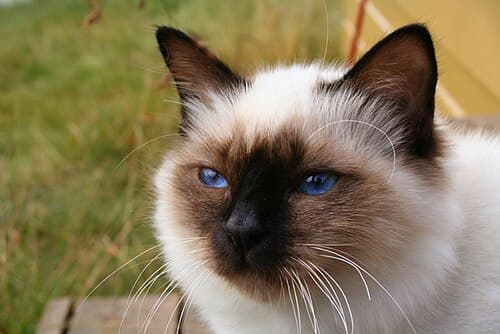 #7 Birman — Top 10 Cat Breeds That Actually Like People