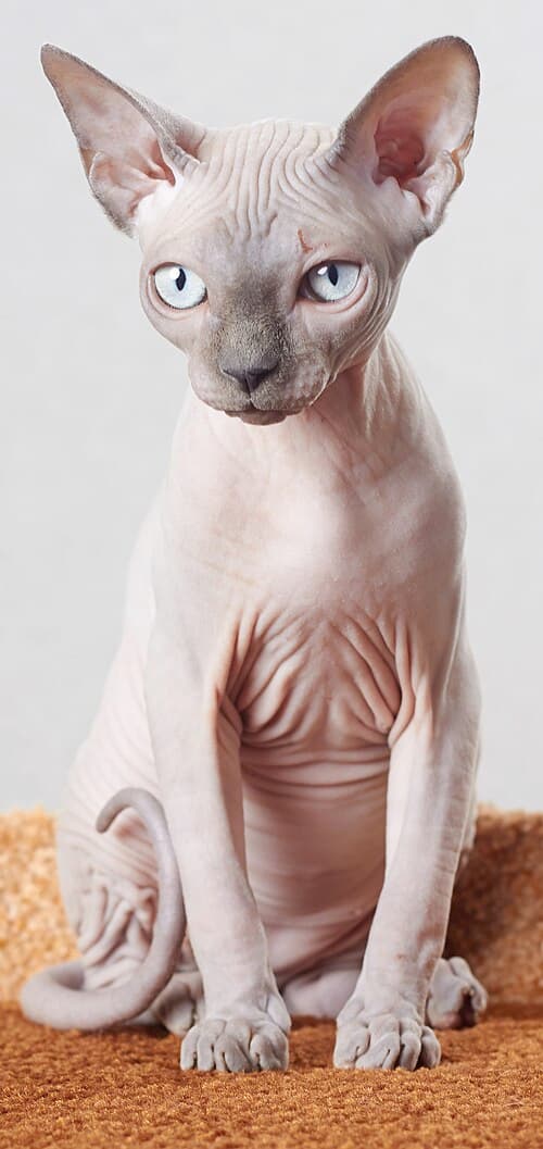 #8 Sphynx — Top 10 Cat Breeds That Actually Like People