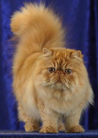 #9 Persian — Top 10 Cat Breeds That Actually Like People
