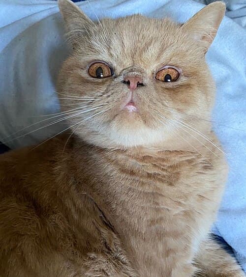 #10 Exotic Shorthair — Top 10 Cat Breeds That Actually Like People