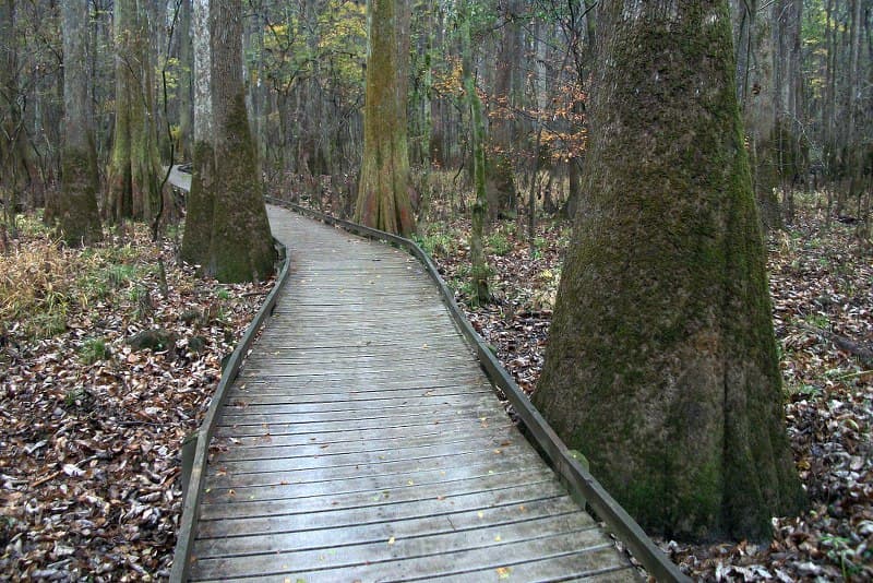 #2 Congaree National Park — Top 10 National Parks You Need to Visit Before Everyone Else Does