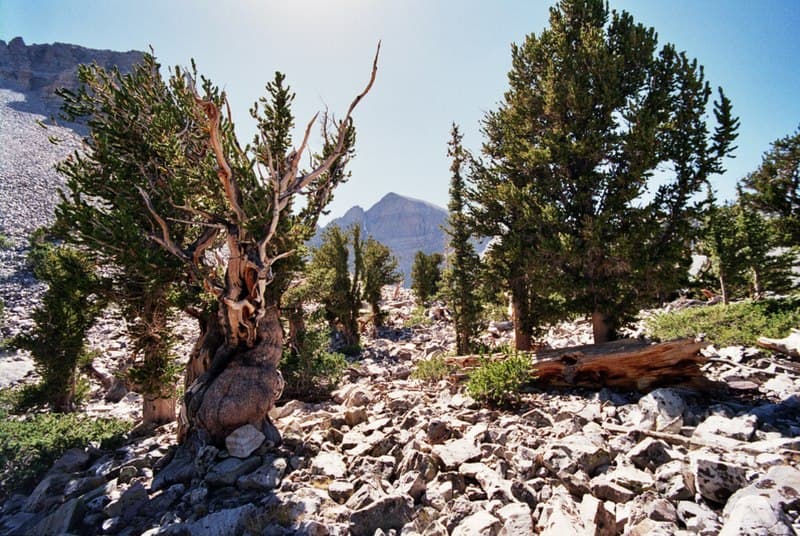 #5 Great Basin National Park — Top 10 National Parks You Need to Visit Before Everyone Else Does