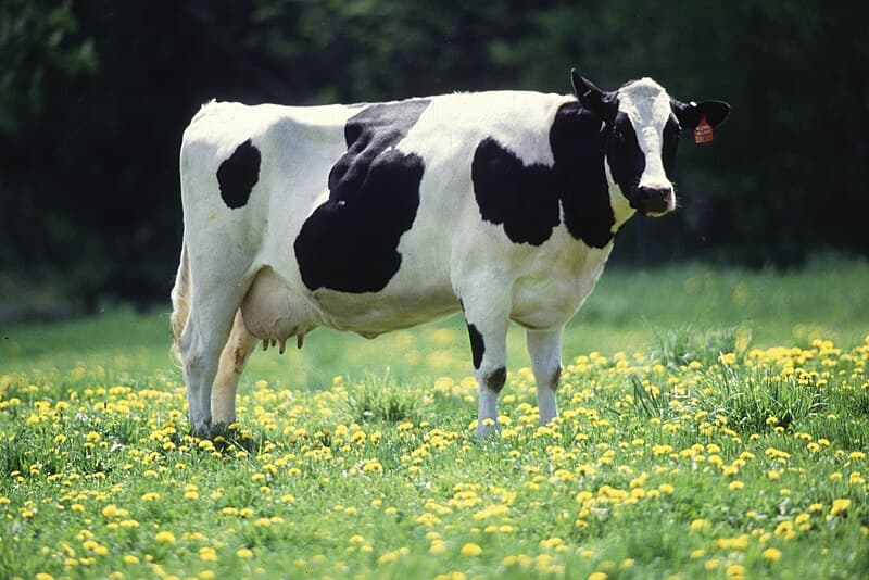 #4 rBGH/rBST (Dairy Hormones) — Top 10 Foods Banned in Other Countries But Legal in the US
