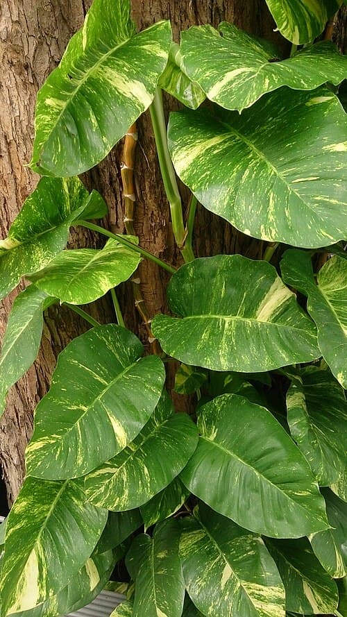 #1 Pothos (Epipremnum aureum) — Top 10 Houseplants That Are Almost Impossible to Kill