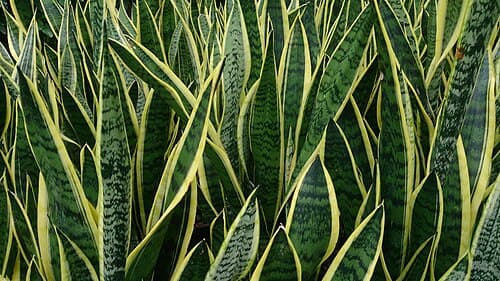 #2 Snake Plant (Dracaena trifasciata) — Top 10 Houseplants That Are Almost Impossible to Kill