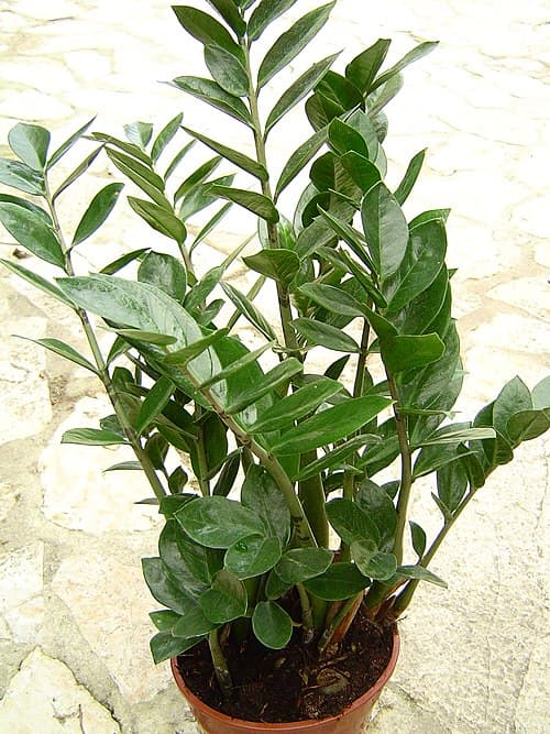 #3 ZZ Plant (Zamioculcas zamiifolia) — Top 10 Houseplants That Are Almost Impossible to Kill