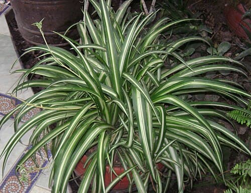 #4 Spider Plant (Chlorophytum comosum) — Top 10 Houseplants That Are Almost Impossible to Kill