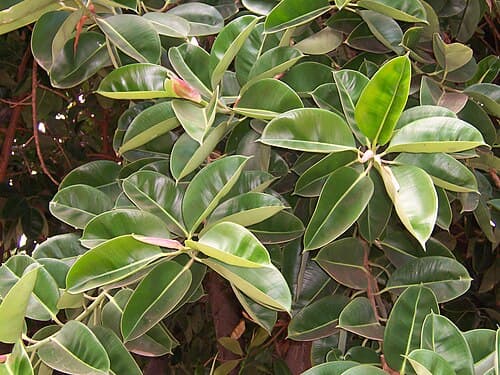#5 Rubber Plant (Ficus elastica) — Top 10 Houseplants That Are Almost Impossible to Kill