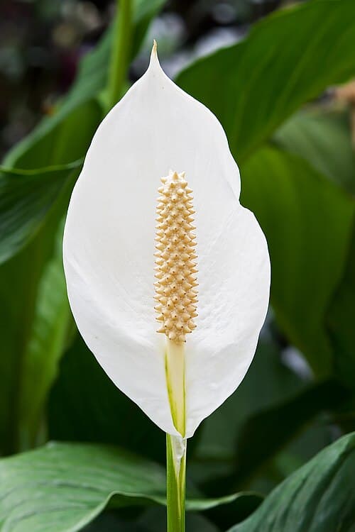 #6 Peace Lily (Spathiphyllum) — Top 10 Houseplants That Are Almost Impossible to Kill