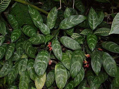 #7 Chinese Evergreen (Aglaonema) — Top 10 Houseplants That Are Almost Impossible to Kill