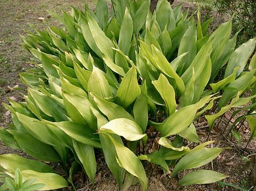 #8 Cast Iron Plant (Aspidistra elatior) — Top 10 Houseplants That Are Almost Impossible to Kill