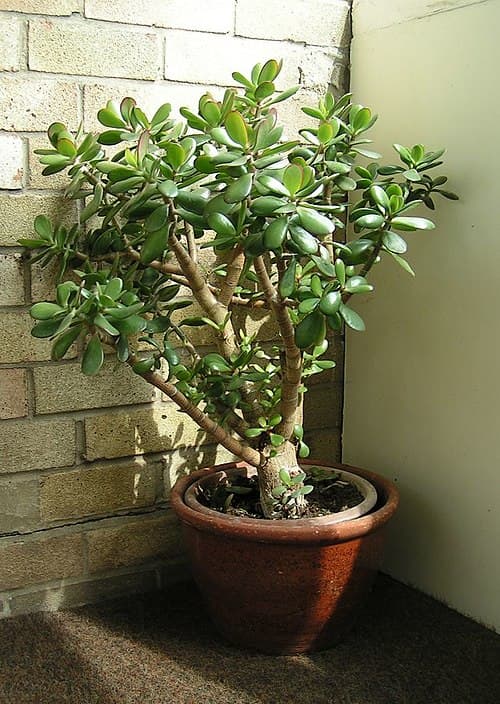 #9 Jade Plant (Crassula ovata) — Top 10 Houseplants That Are Almost Impossible to Kill