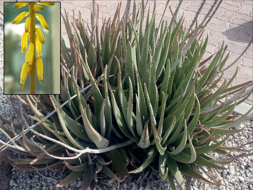 #10 Aloe Vera — Top 10 Houseplants That Are Almost Impossible to Kill