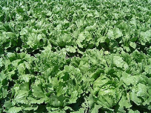 #2 Lettuce & Mixed Greens — Top 10 Vegetables That Even Beginner Gardeners Can Grow