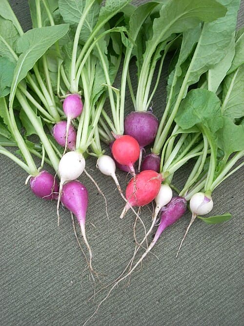 #5 Radishes — Top 10 Vegetables That Even Beginner Gardeners Can Grow