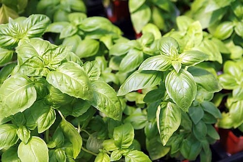 #6 Basil — Top 10 Vegetables That Even Beginner Gardeners Can Grow