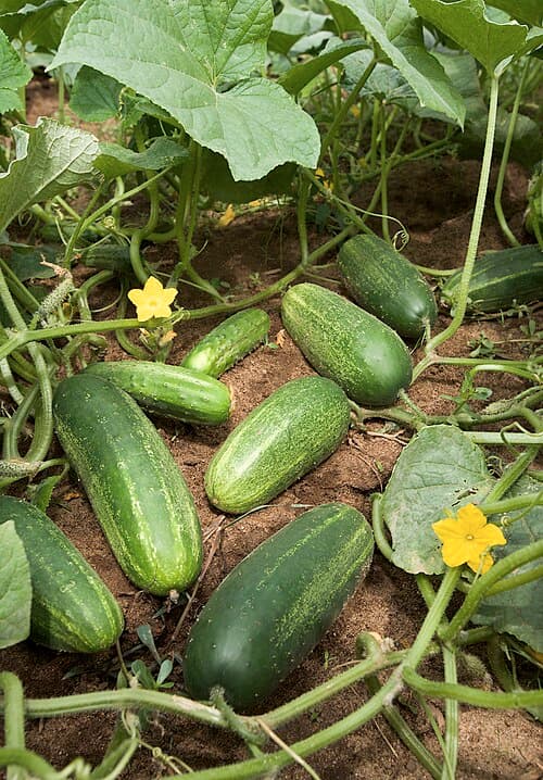 #8 Cucumbers — Top 10 Vegetables That Even Beginner Gardeners Can Grow