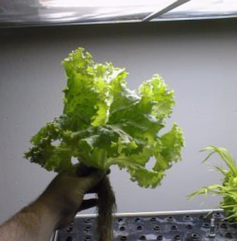 #5 AeroGarden Indoor Growing System — Top 10 Garden Tools That Make Weekend Warriors Look Professional