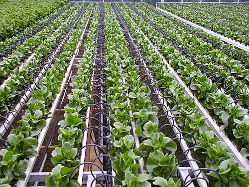 #6 Rain Bird Drip Irrigation Kit — Top 10 Garden Tools That Make Weekend Warriors Look Professional