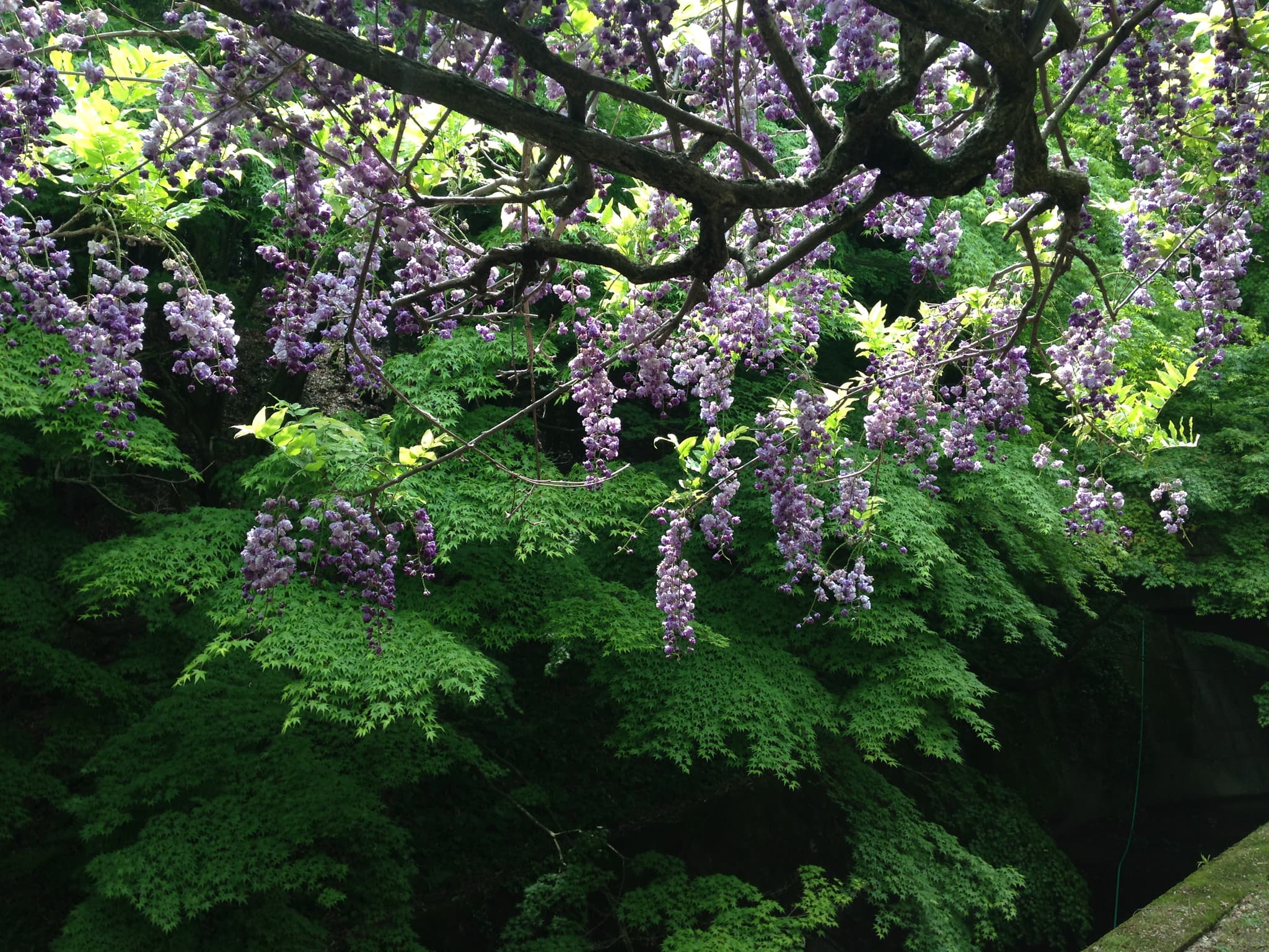 #5 Wisteria Tunnel at Kawachi Fuji Gardens — Top 10 Photography Locations That Break the Internet Every Year