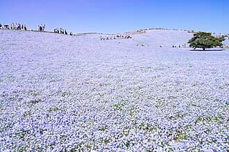 #6 Hitachi Seaside Park — Top 10 Photography Locations That Break the Internet Every Year