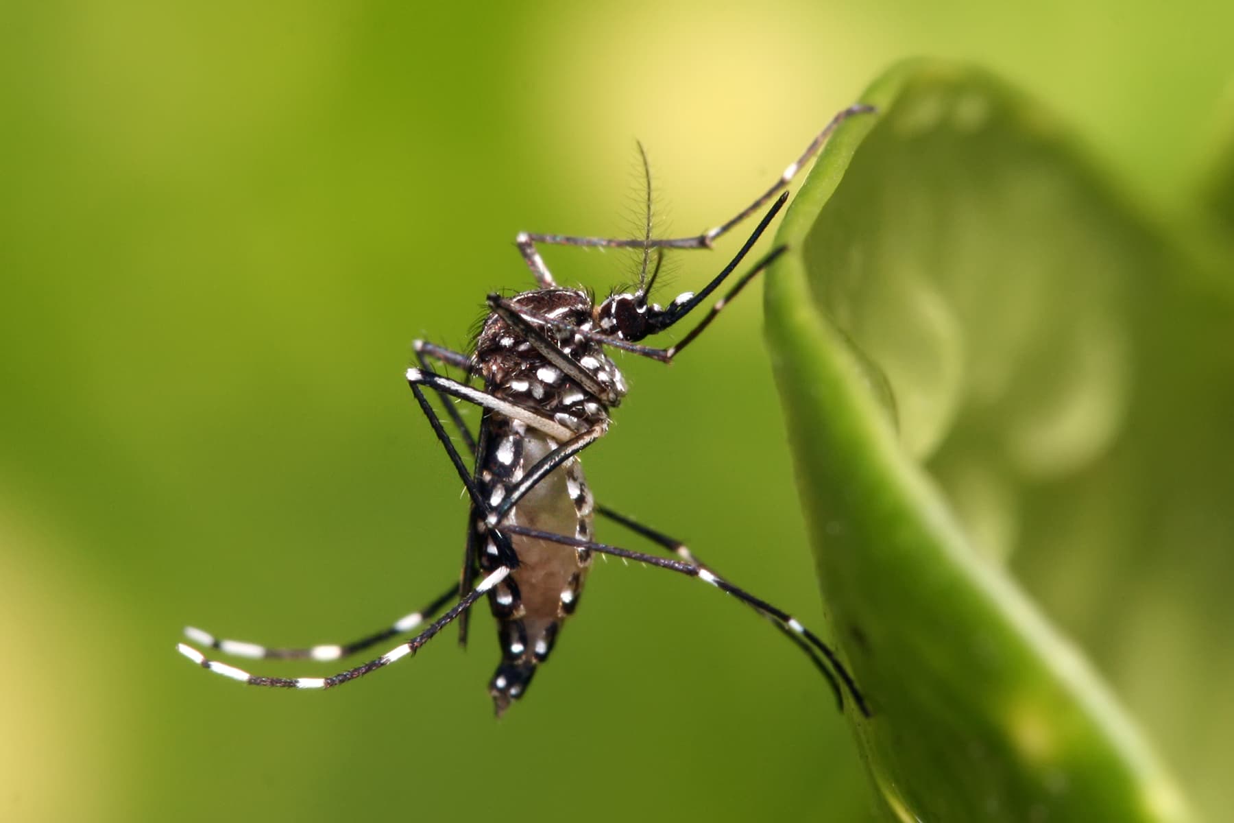 #1 Mosquito — Top 10 Most Dangerous Animals in the World — That Kill the Most Humans Each Year