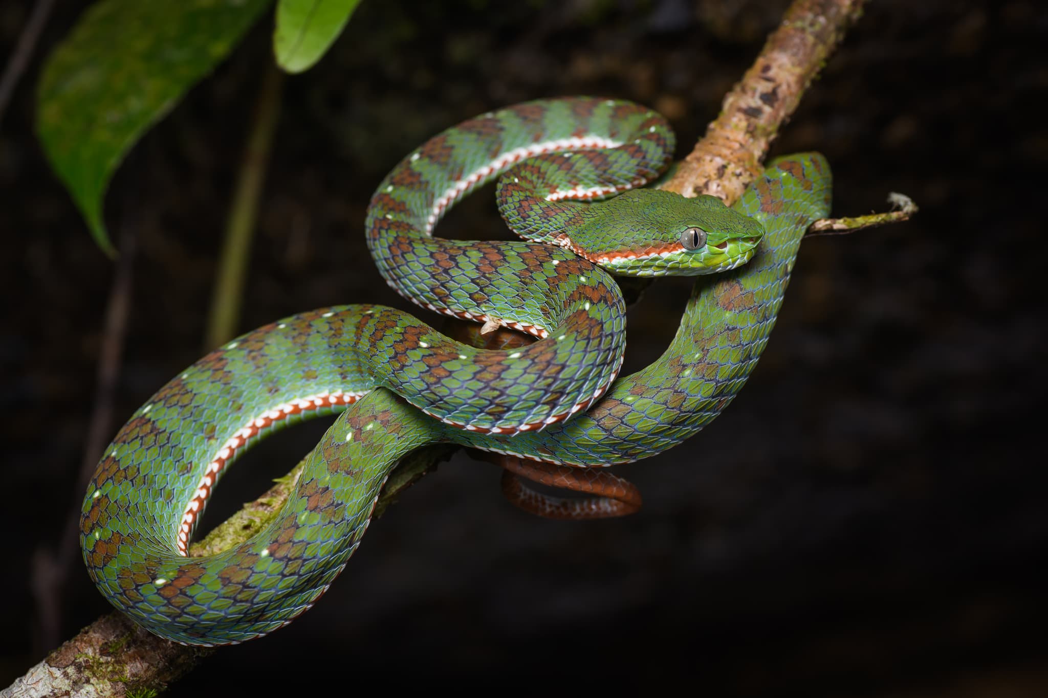 #3 Snake — Top 10 Most Dangerous Animals in the World — That Kill the Most Humans Each Year