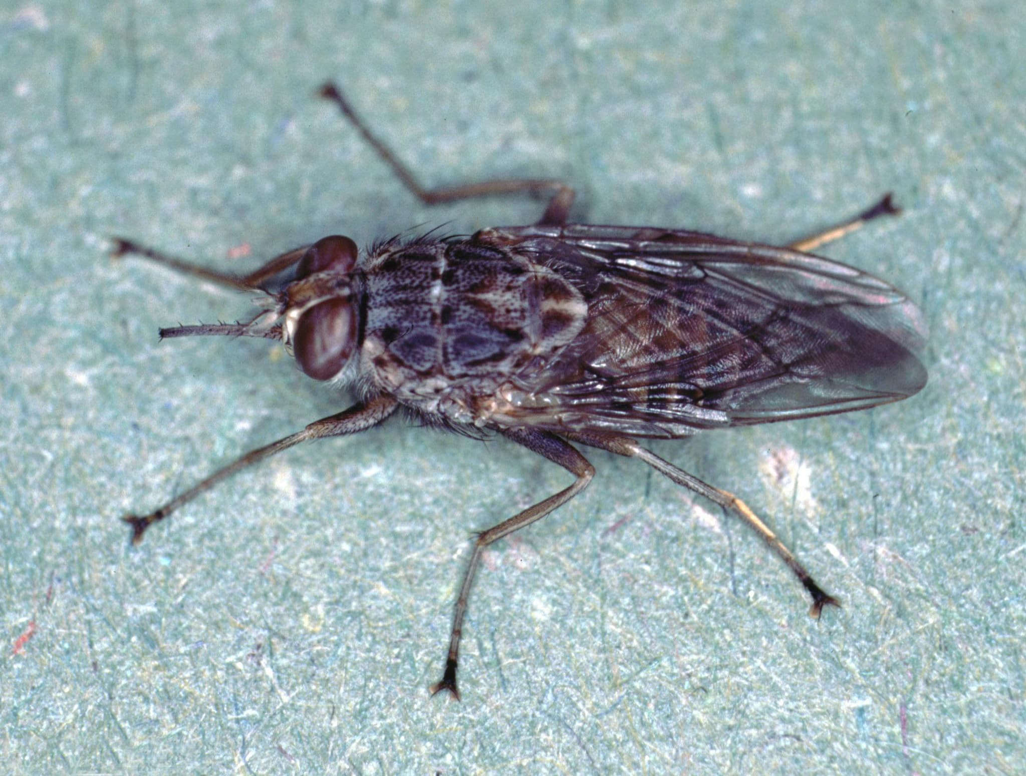 #5 Tsetse Fly — Top 10 Most Dangerous Animals in the World — That Kill the Most Humans Each Year
