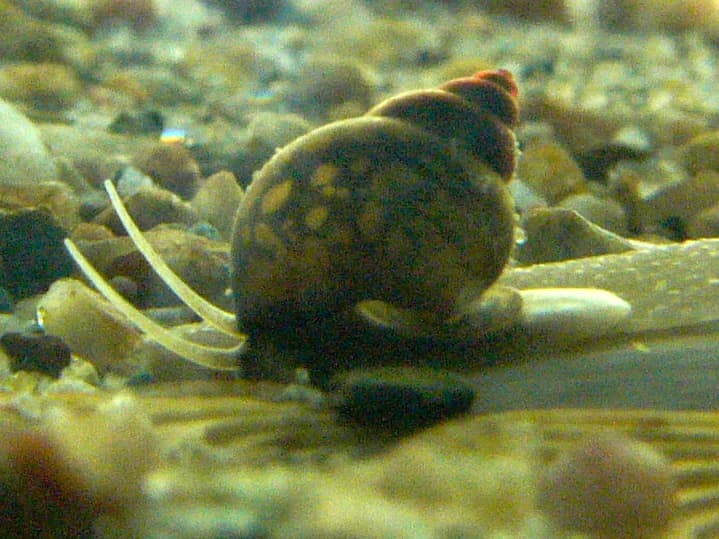 #6 Freshwater Snail — Top 10 Most Dangerous Animals in the World — That Kill the Most Humans Each Year