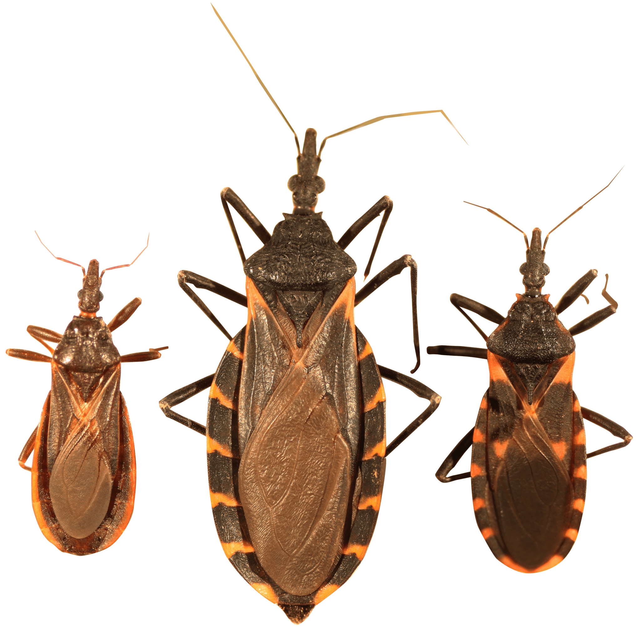 #7 Assassin Bug (Kissing Bug) — Top 10 Most Dangerous Animals in the World — That Kill the Most Humans Each Year