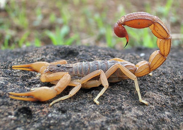 #8 Scorpion — Top 10 Most Dangerous Animals in the World — That Kill the Most Humans Each Year