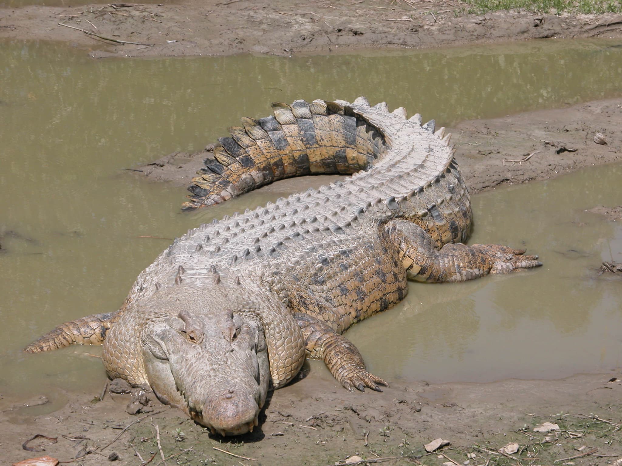 #9 Saltwater Crocodile — Top 10 Most Dangerous Animals in the World — That Kill the Most Humans Each Year