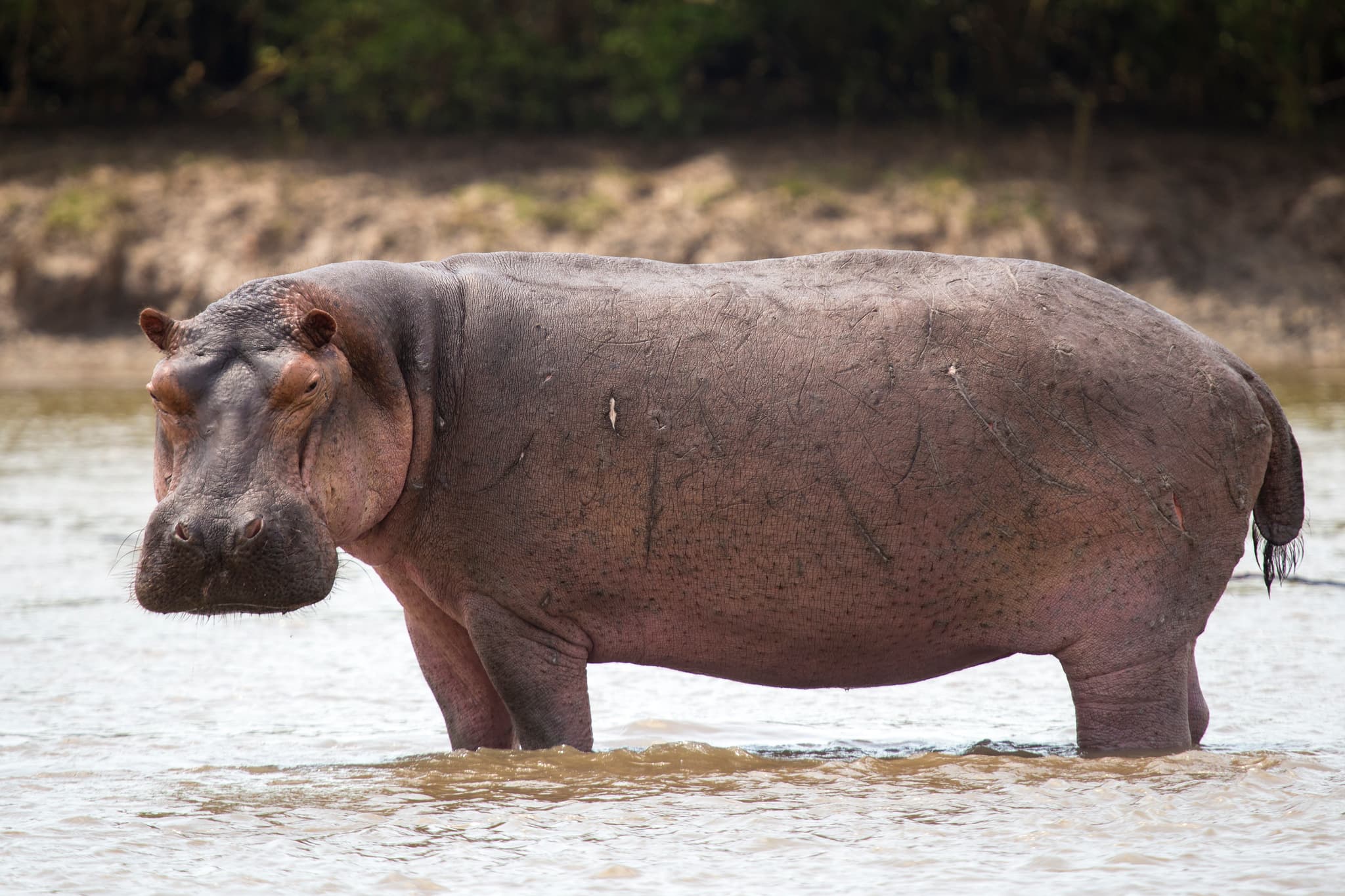 #10 Hippopotamus — Top 10 Most Dangerous Animals in the World — That Kill the Most Humans Each Year