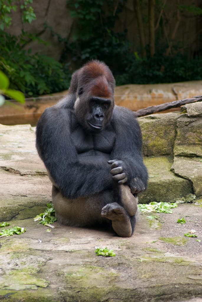 #7 Harambe the Gorilla — Top 10 Things from 2016 Making a Comeback in 2026