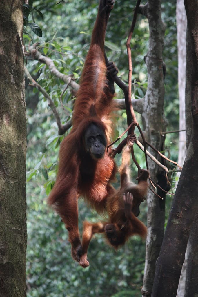 #1 Sumatran Orangutan — Top 10 Endangered Species We Could Still Save in 2026