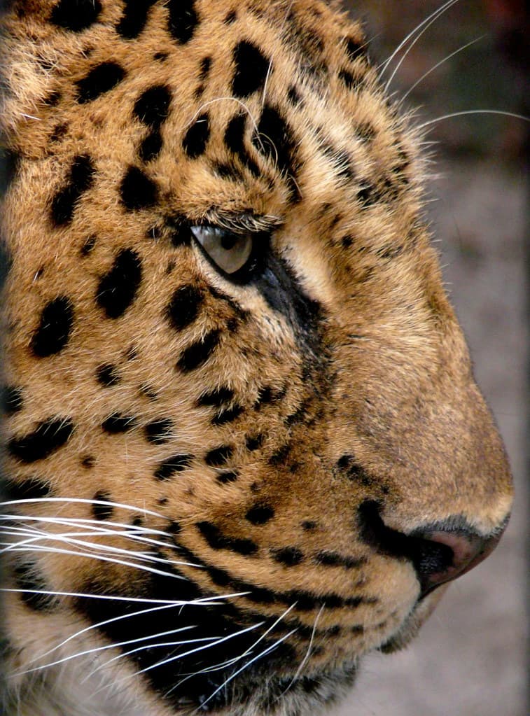 #2 Amur Leopard — Top 10 Endangered Species We Could Still Save in 2026