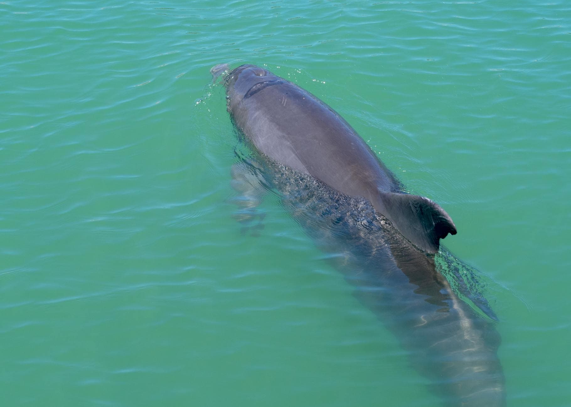 #3 Vaquita Porpoise — Top 10 Endangered Species We Could Still Save in 2026