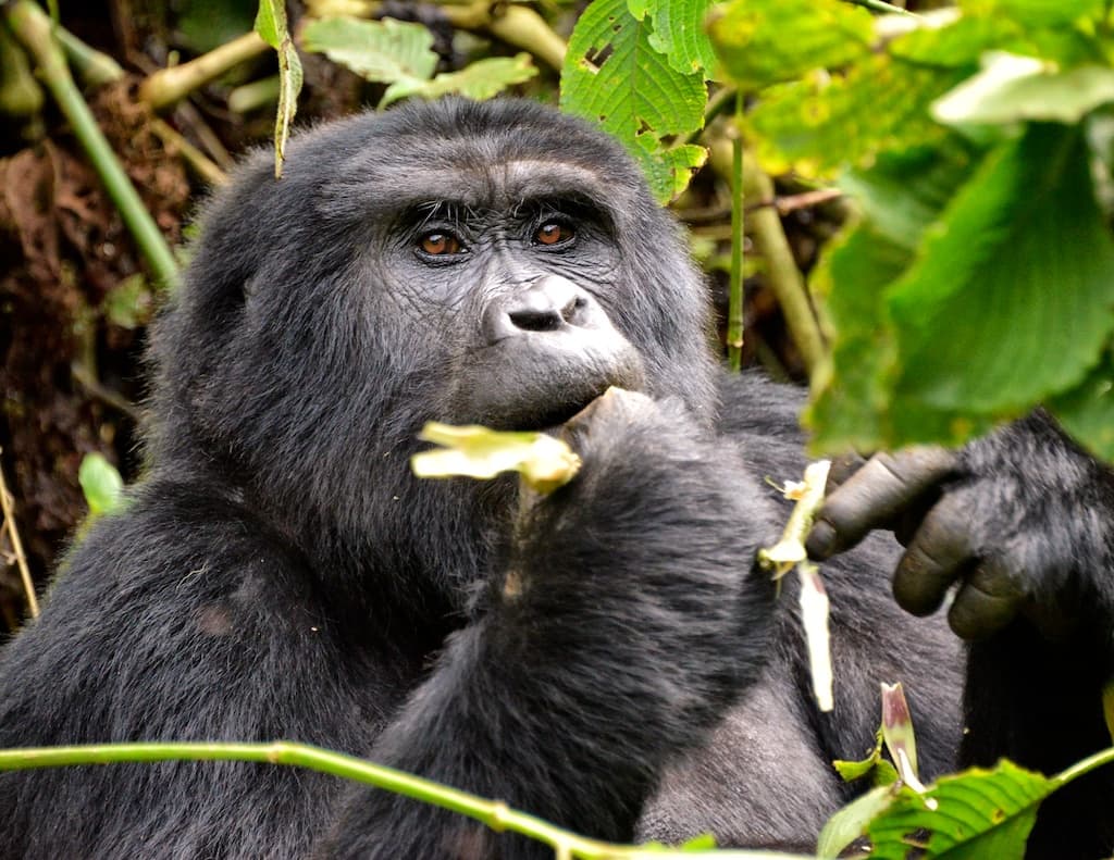 #4 Mountain Gorilla — Top 10 Endangered Species We Could Still Save in 2026