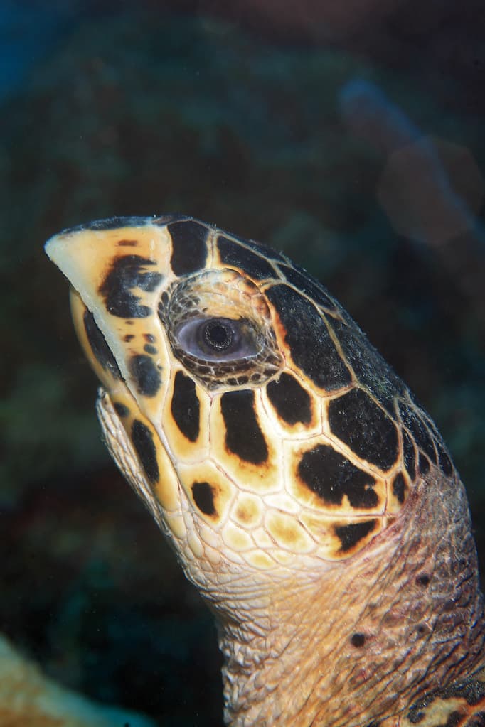 #5 Hawksbill Sea Turtle — Top 10 Endangered Species We Could Still Save in 2026