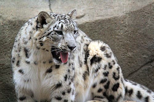 #6 Snow Leopard — Top 10 Endangered Species We Could Still Save in 2026