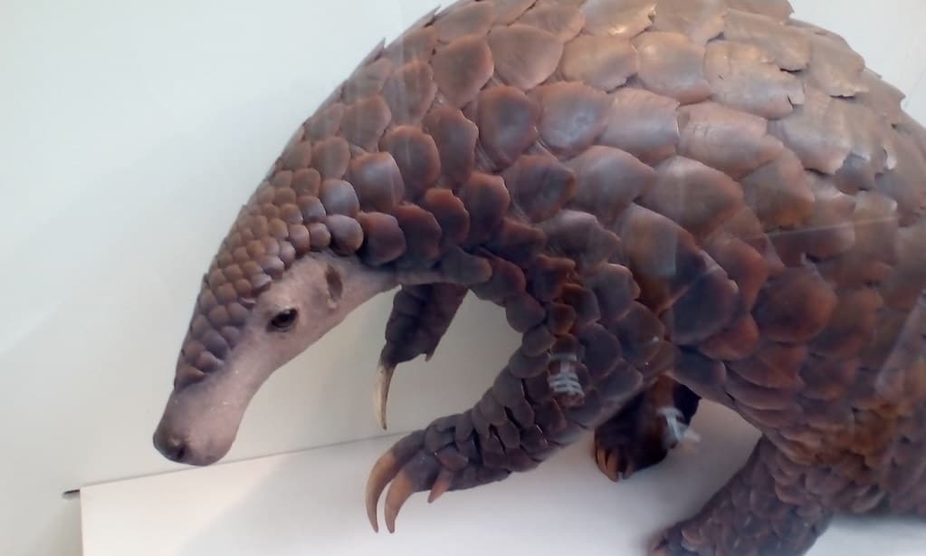 #8 Pangolin — Top 10 Endangered Species We Could Still Save in 2026